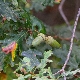 Quercus robur subsp. pedunculiflora