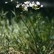 Allium subhirsutum