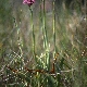 Anacamptis pyramidalis