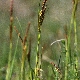 Carex flacca subsp. erythrostachys