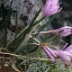 Colchicum cupanii subsp. glossophyllum