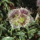 Lomelosia crenata subsp. dallaportae