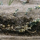 Medicago marina