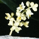 Olea europaea subsp. europaea