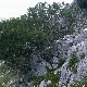 Prunus webbii