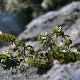 Stachys mollissima