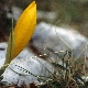 Sternbergia sicula