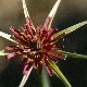 Tragopogon porrifolius subsp. eriospermus