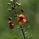 Verbascum phoeniceum subsp. rechingeri