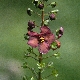 Verbascum phoeniceum subsp. rechingeri