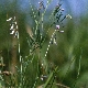 Vicia parviflora