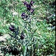 Anchusa undulata subsp. hybrida