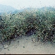 Calamagrostis arenaria subsp. australis