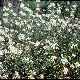 Capsella grandiflora