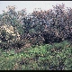 Limonium brevipetiolatum