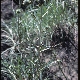 Ptilostemon gnaphaloides subsp. gnaphaloides