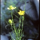 Ranunculus garganicus