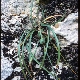 Sternbergia sicula
