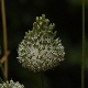 Allium guttatum subsp. tenorei