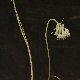 Allium ionicum