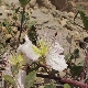 Capparis spinosa subsp. sicula