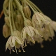 Allium ionicum