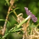 Dianthus fruticosus subsp. occidentalis