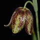 Fritillaria messanensis subsp. gracilis
