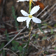 Narcissus obsoletus