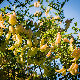 Colutea arborescens subsp. arborescens