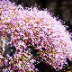 Trachelium caeruleum subsp. caeruleum