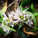 Allium chamaemoly subsp. chamaemoly