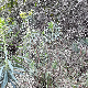 Euphorbia veneta