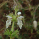Stachys spinulosa