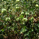 Trifolium xanthinum