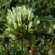 Trifolium xanthinum