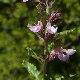Teucrium chamaedrys subsp. chamaedrys