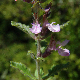 Teucrium chamaedrys subsp. chamaedrys