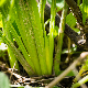 Romulea ramiflora subsp. ramiflora