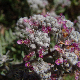 Teucrium capitatum subsp. capitatum