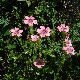Linum pubescens subsp. sibthorpianum