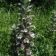 Acanthus spinosus