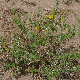 Scolymus hispanicus subsp. hispanicus