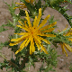 Scolymus hispanicus subsp. hispanicus