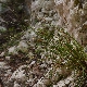 Carex illegitima