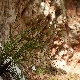 Carex illegitima