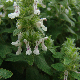 Stachys mollissima