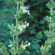 Teucrium flavum subsp. hellenicum