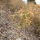 Carlina corymbosa subsp. graeca
