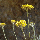 Helichrysum italicum subsp. italicum